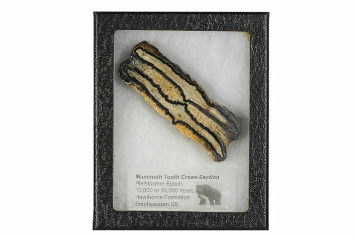 Mammoth Molar Slice With Case - South Carolina #106434